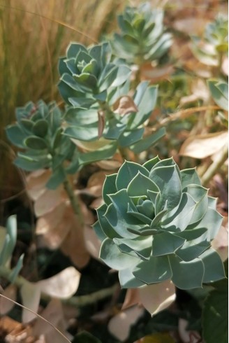 Euphorbia myrsinites