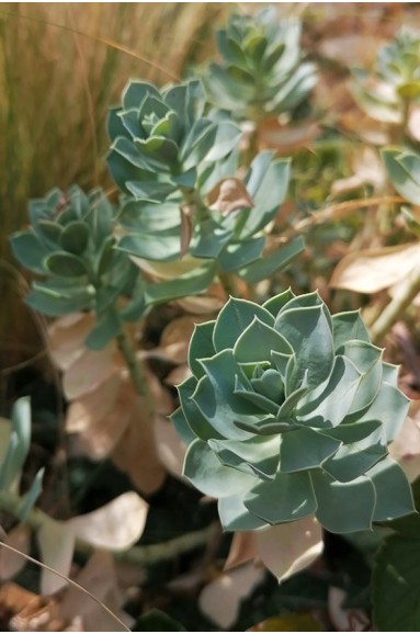 Euphorbia myrsinites