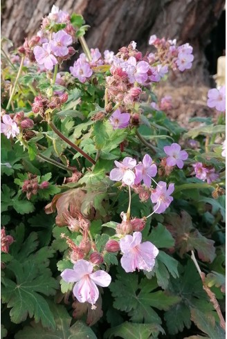 Geranium macrorrhizum 'Jordi'