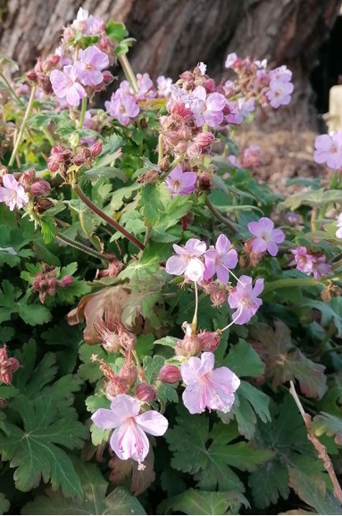 Geranium macrorrhizum 'Jordi'