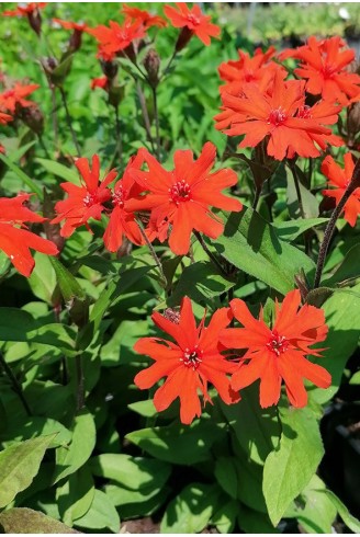 Lychnis x arkwrightii 'Vesuvius'