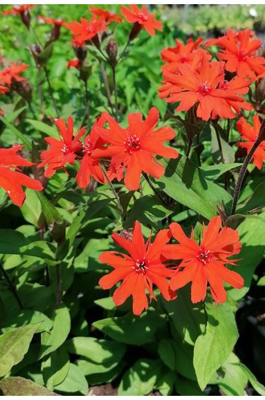 Lychnis x arkwrightii 'Vesuvius'