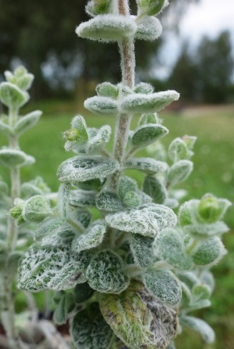 Origanum dictamnus