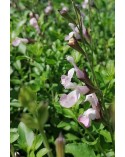 Salvia microphylla 'Corcovado'