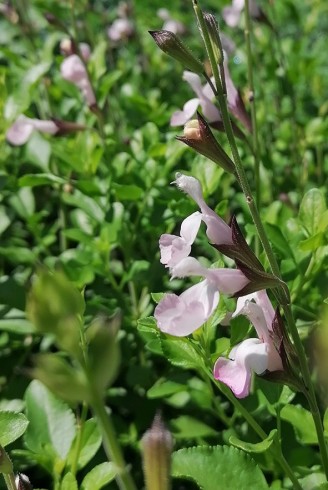 Salvia microphylla 'Corcovado'