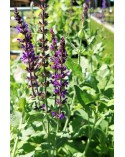 Salvia nemorosa 'Violet Queen'