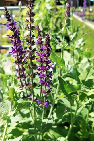 Salvia nemorosa 'Violet Queen'