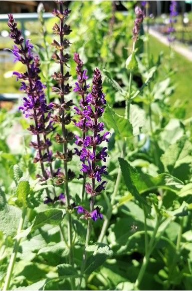 Salvia nemorosa 'Violet Queen'