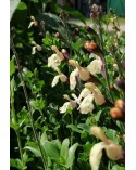 Salvia x jamensis 'Melen'