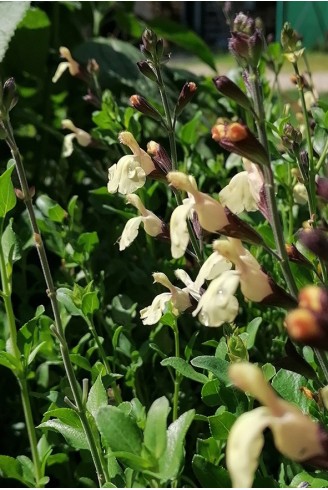 Salvia x jamensis 'Melen'