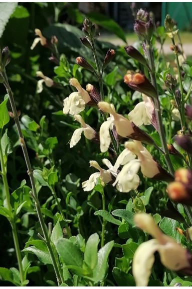 Salvia x jamensis 'Melen'