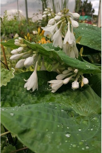 Hosta sieboldiana var.elegans