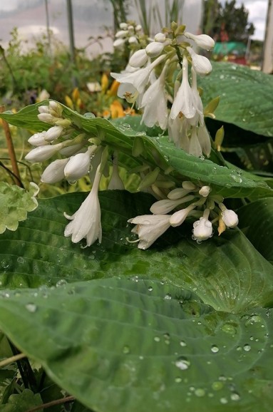 Hosta sieboldiana var.elegans