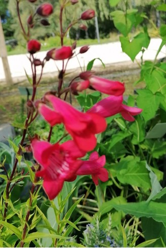 Penstemon 'Schoenholzeri'