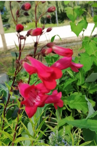 Penstemon 'Schoenholzeri'