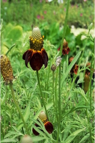 Ratibida columnifera f.pulcherrima