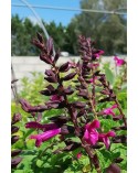 Salvia guaranitica 'Rockin Fuchsia'