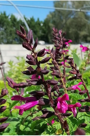 Salvia guaranitica 'Rockin Fuchsia'