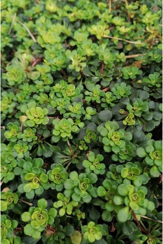 Saxifraga cuneifolia