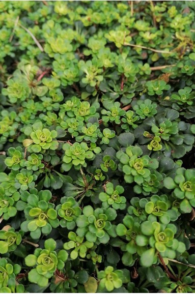 Saxifraga cuneifolia