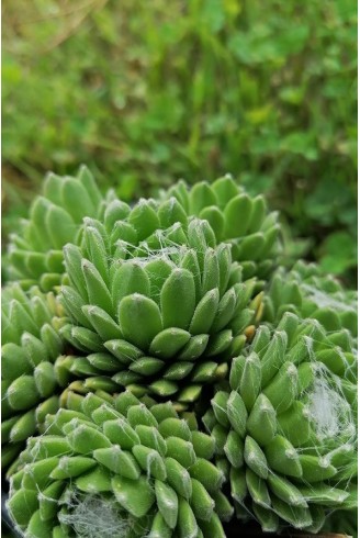 Sempervivum arachnoideum subsp. doellianum