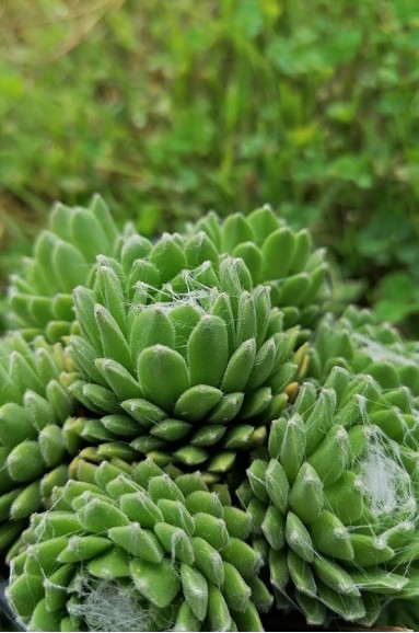 Sempervivum arachnoideum subsp. doellianum