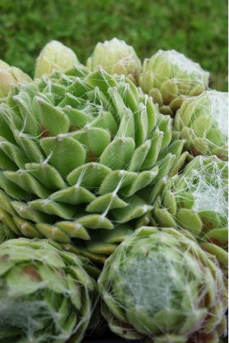 Sempervivum arachnoideum var.sarmentosum