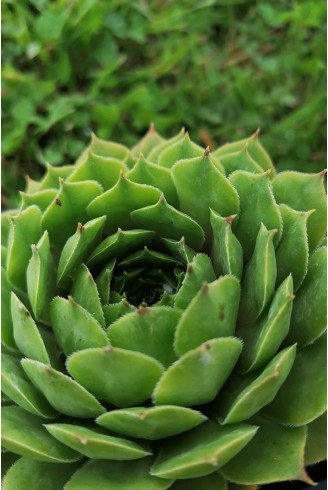 Sempervivum ballsii from Tschumba Petzi