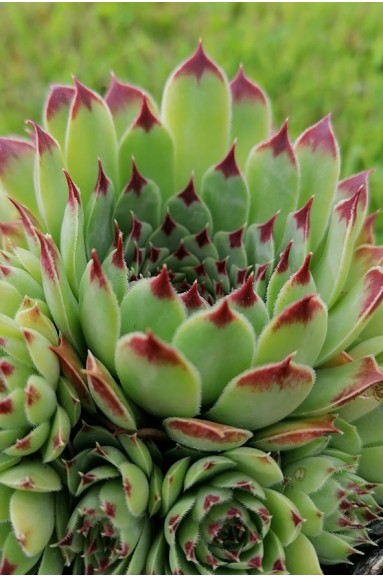 Sempervivum calcareum 'Bicolor'