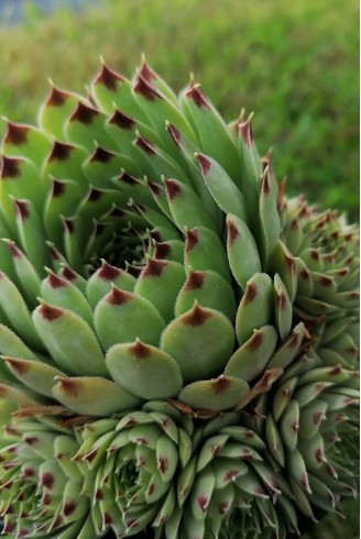 Sempervivum calcareum