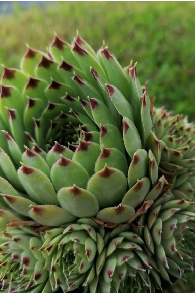 Sempervivum calcareum