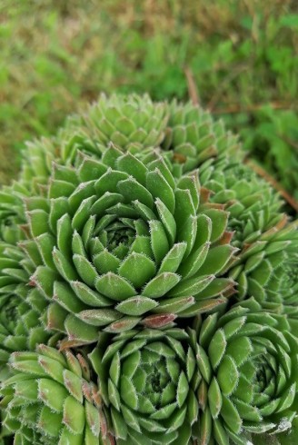 Sempervivum funckii var.aqualiense