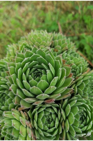 Sempervivum funckii var.aqualiense