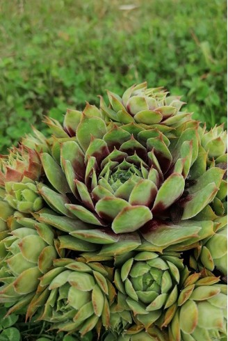 Sempervivum marmoreum 'Rubrifolium'