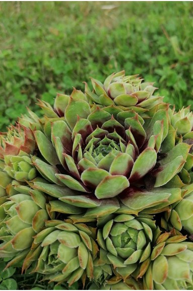 Sempervivum marmoreum 'Rubrifolium'