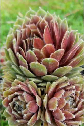 Sempervivum reginae-amaliae