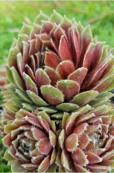 Sempervivum reginae-amaliae