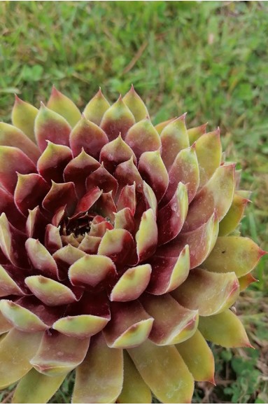 Sempervivum 'Rotkopf'