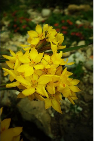 Sisyrinchium palmifolium