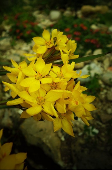 Sisyrinchium palmifolium