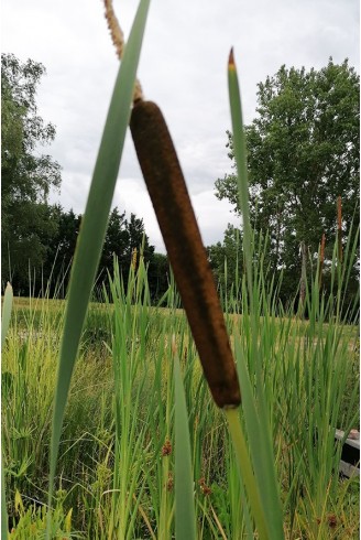 Typha latifolia