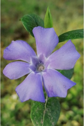 Vinca minor