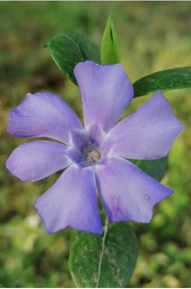 Vinca minor