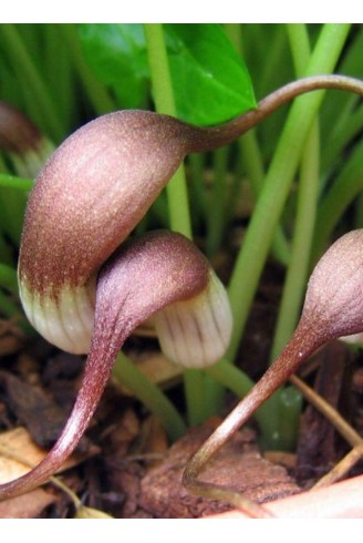 Arisarum proboscideum