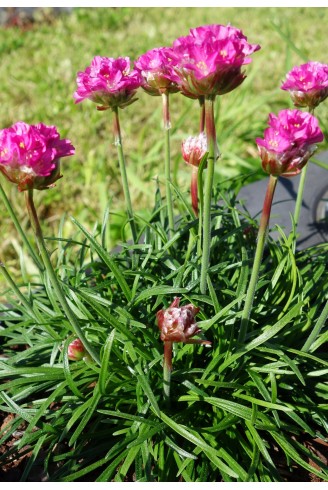 Armeria maritima...