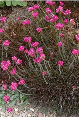 Armeria maritima 'Vesuvius'