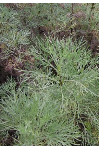 Artemisia abrotanum