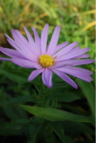 Aster n.b 'Jugendstil'