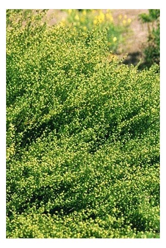 Artemisia campestris subsp.maritima