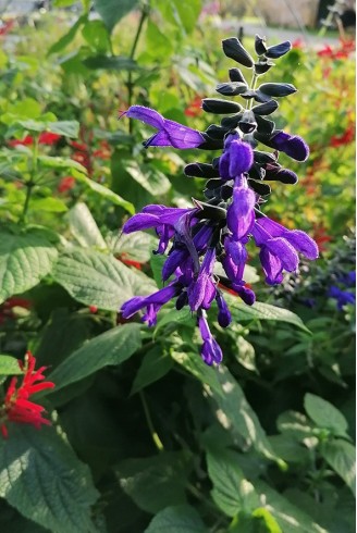 Salvia guaranitica